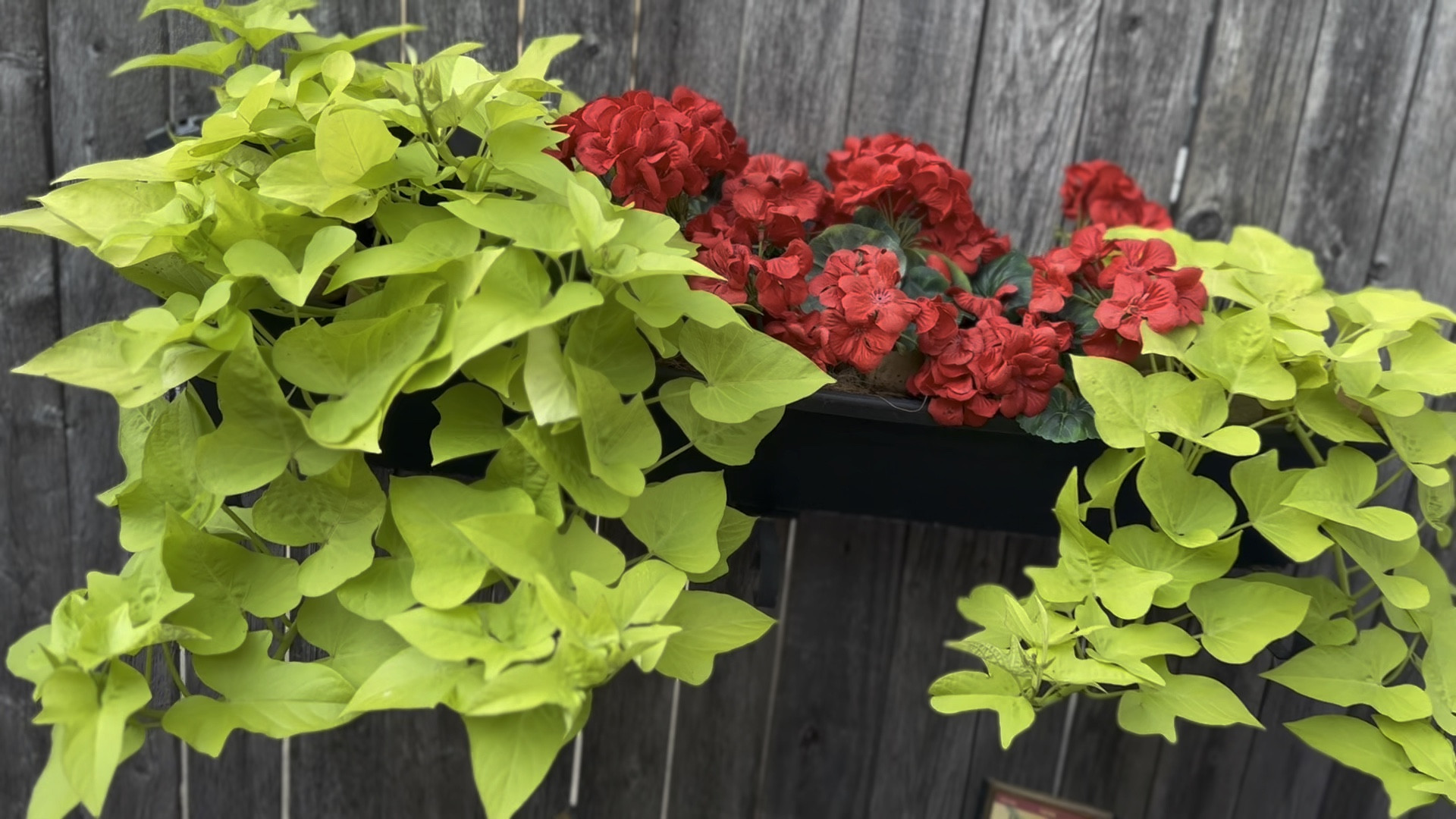 Get breath taking outdoor color without watering! As the weather gets hotter, run to #walmart for these silks that will fool everyone!

#LTKFind #LTKSeasonal #LTKhome