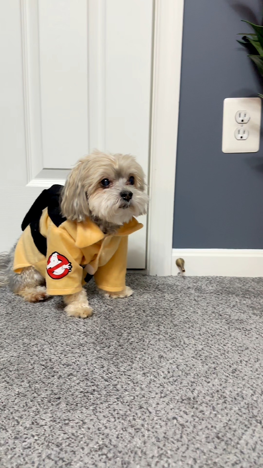 busting ghosts and witches 

#LTKSeasonal #LTKHalloween #LTKPets