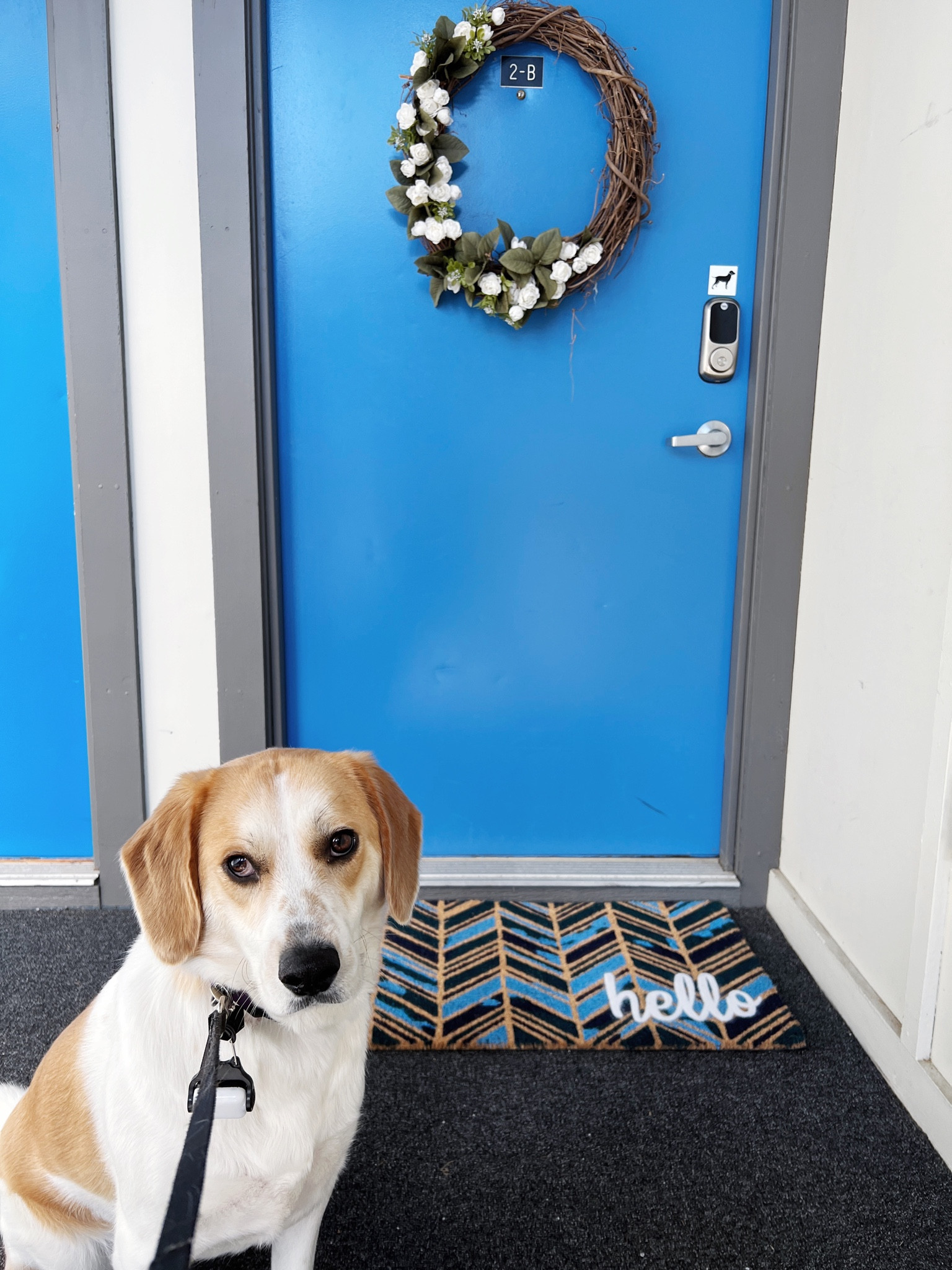 I’d rather have a different color for my apartment door, but this new door mat is the perfect addition to make me love my door more. Plus it’s screaming SPRING!

#LTKhome #LTKunder50 #LTKSeasonal
