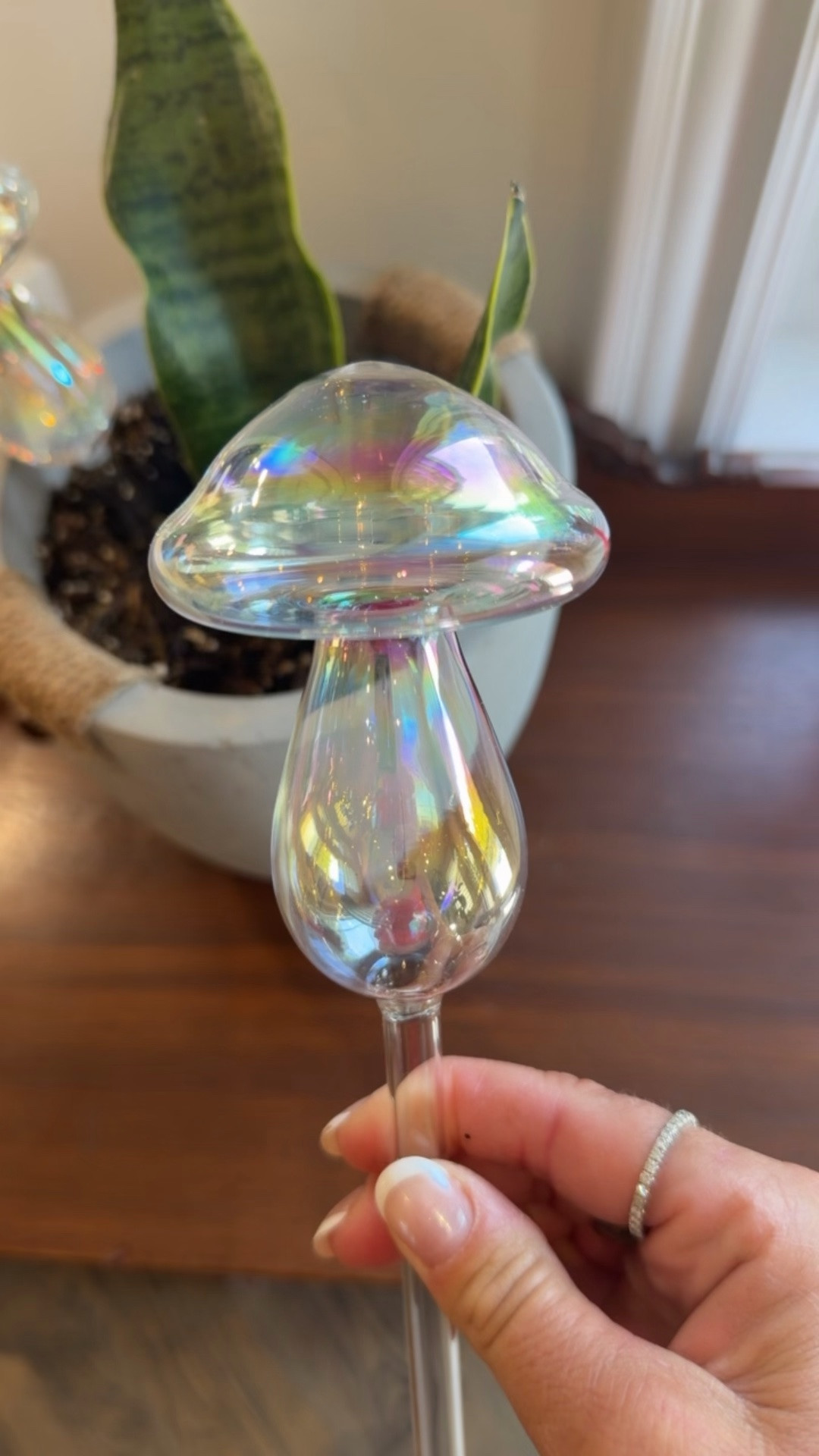 Plants
Slow waterer
Home finds
Trending 
Amazon must haves

#LTKsale #LTKhome