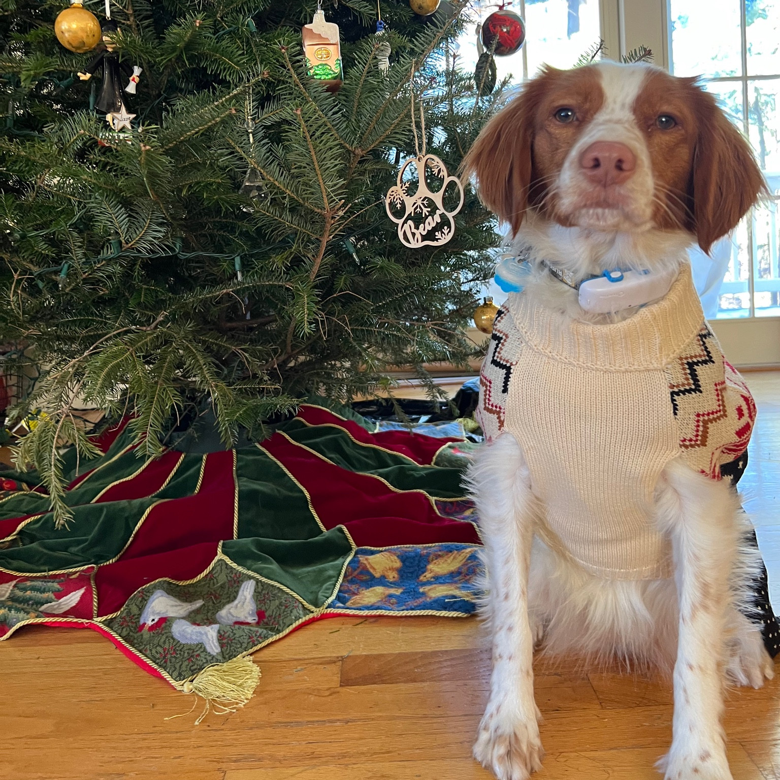 Sweater finds
Holiday card
Dog sweater 
Family gift 
Fast ship 

#LTKfamily #LTKunder50 #LTKGiftGuide
