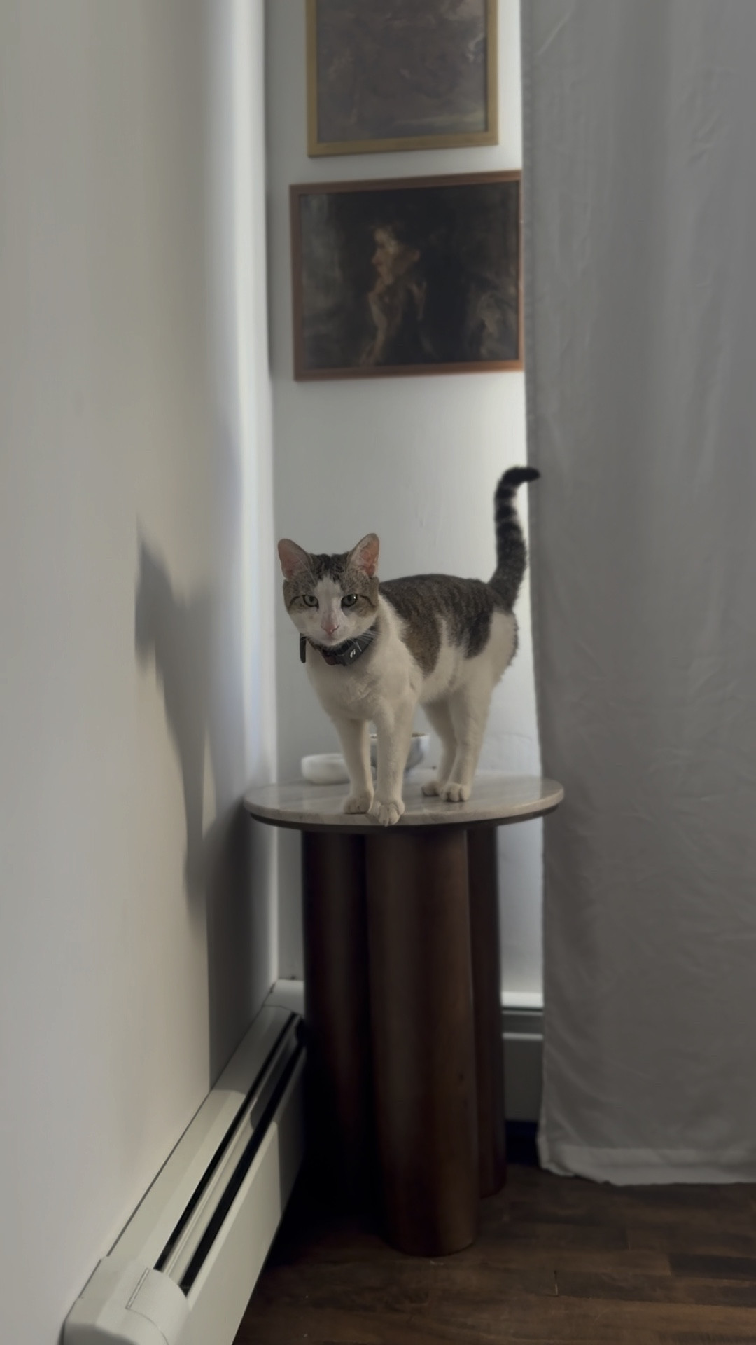 Upgraded Norman’s breakfast nook. All #amazonhome