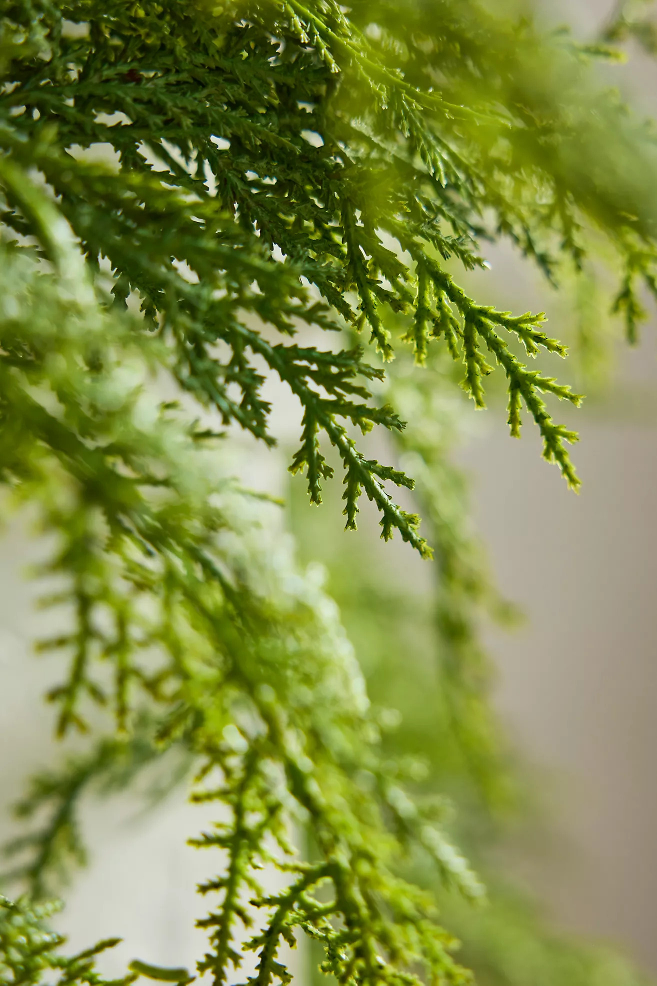 Faux Cedar Garland, Deluxe 108" | Anthropologie (US)