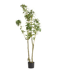 60in Pieris Japonica Tree | TJ Maxx