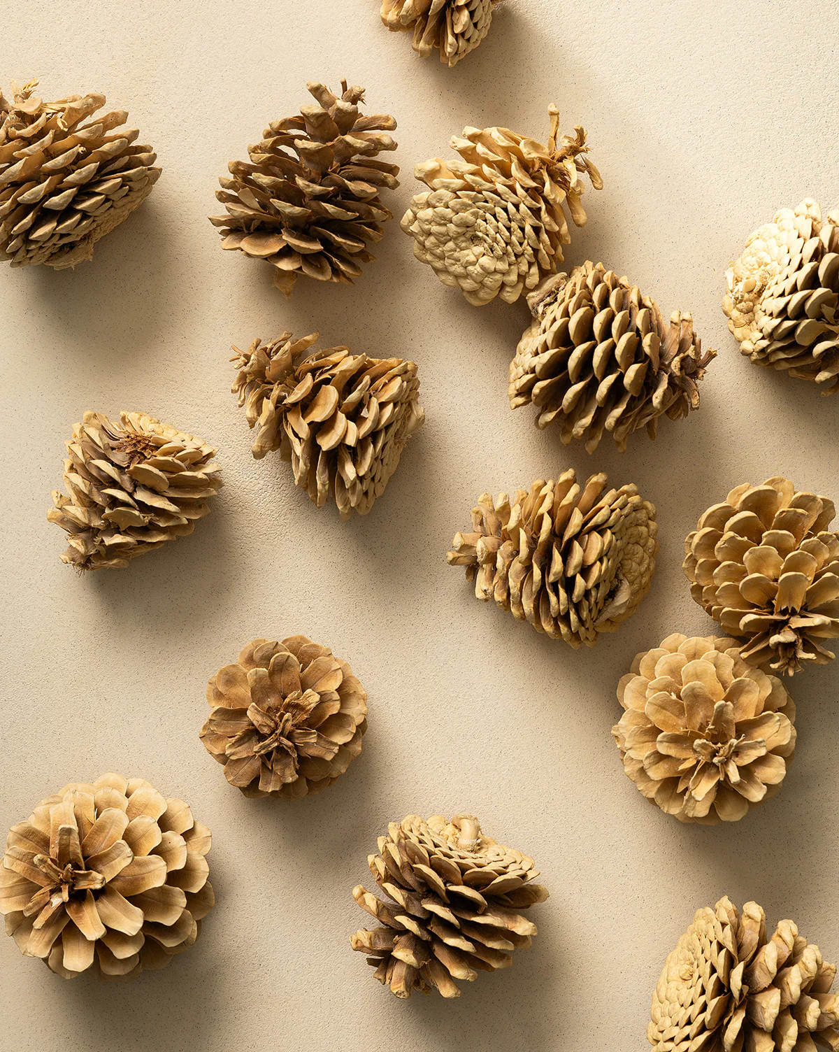 Bleached Pinecones (Set of 15) | McGee & Co. (US)