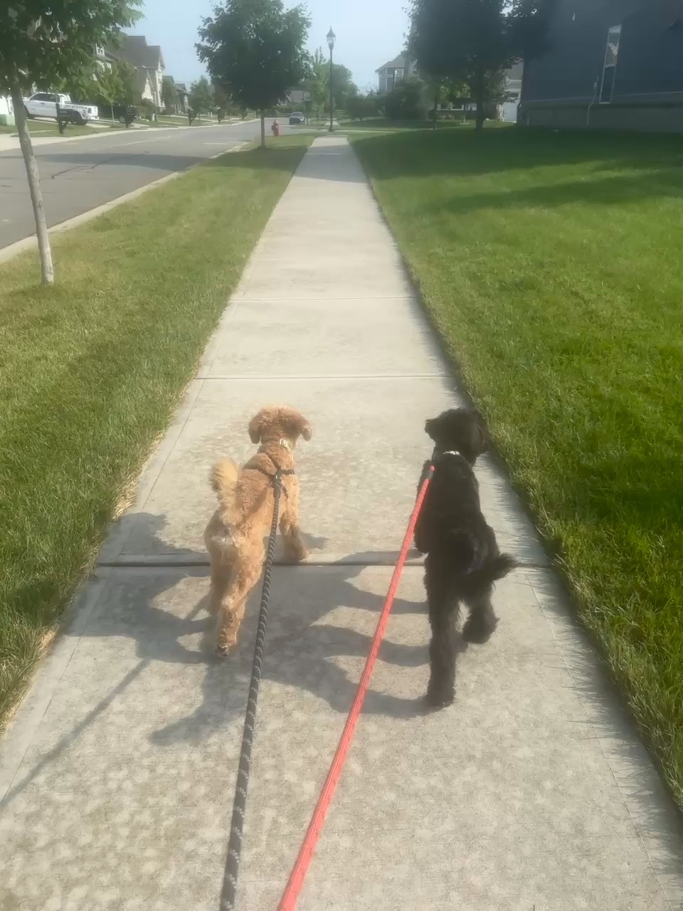 Doggie essentials 
#puppy #familydog #doggies #pets #ltkpets

#LTKdayinmylife #LTKmomlife #LTKOver40
