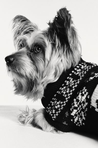 Jacquard-knit Dog Sweater - Light blue/patterned - Ladies | H&M US | H&M (US + CA)