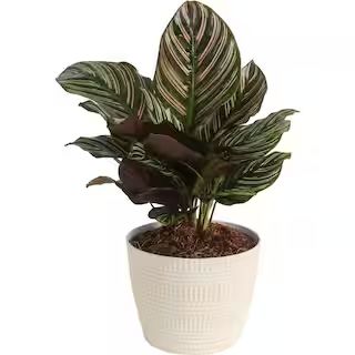 Costa Farms Grower's Choice Calathea Indoor Plant in 6 in. White Pot, Avg. Shipping Height 10 in.... | The Home Depot
