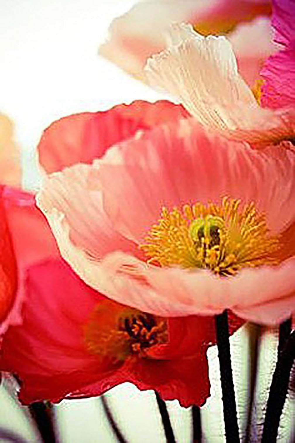 50,000 Shirley Poppies Seeds: Pastel Poppy Seeds | Amazon (US)