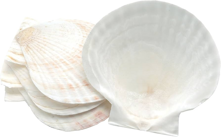 Natural Baking Sea Shell, Set of 4 Scallop Shells, 5 Inches | Amazon (US)