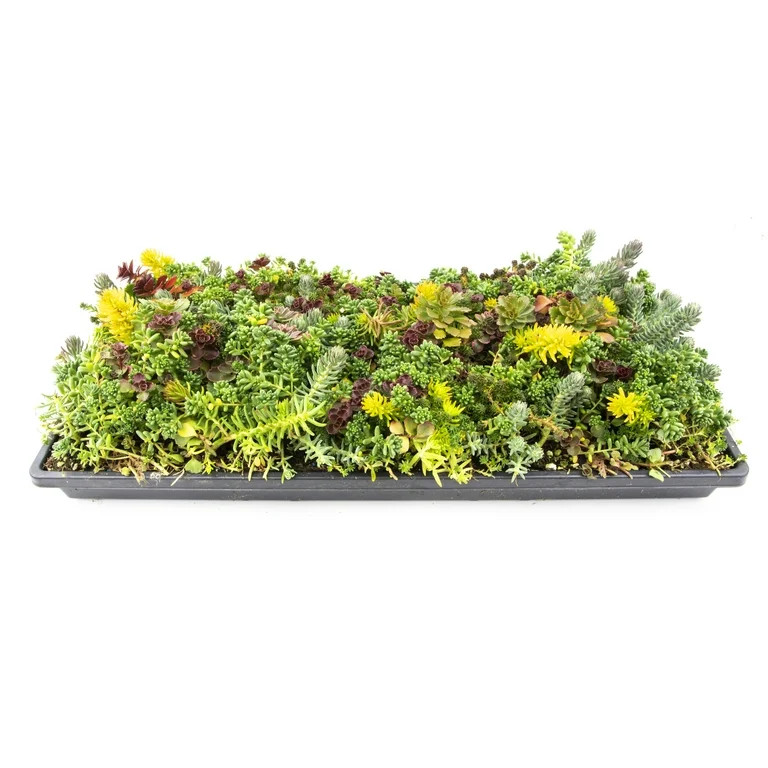 Altman Plants 10IN by 20IN Multicolored Sedum Mat Live Plant | Walmart (US)