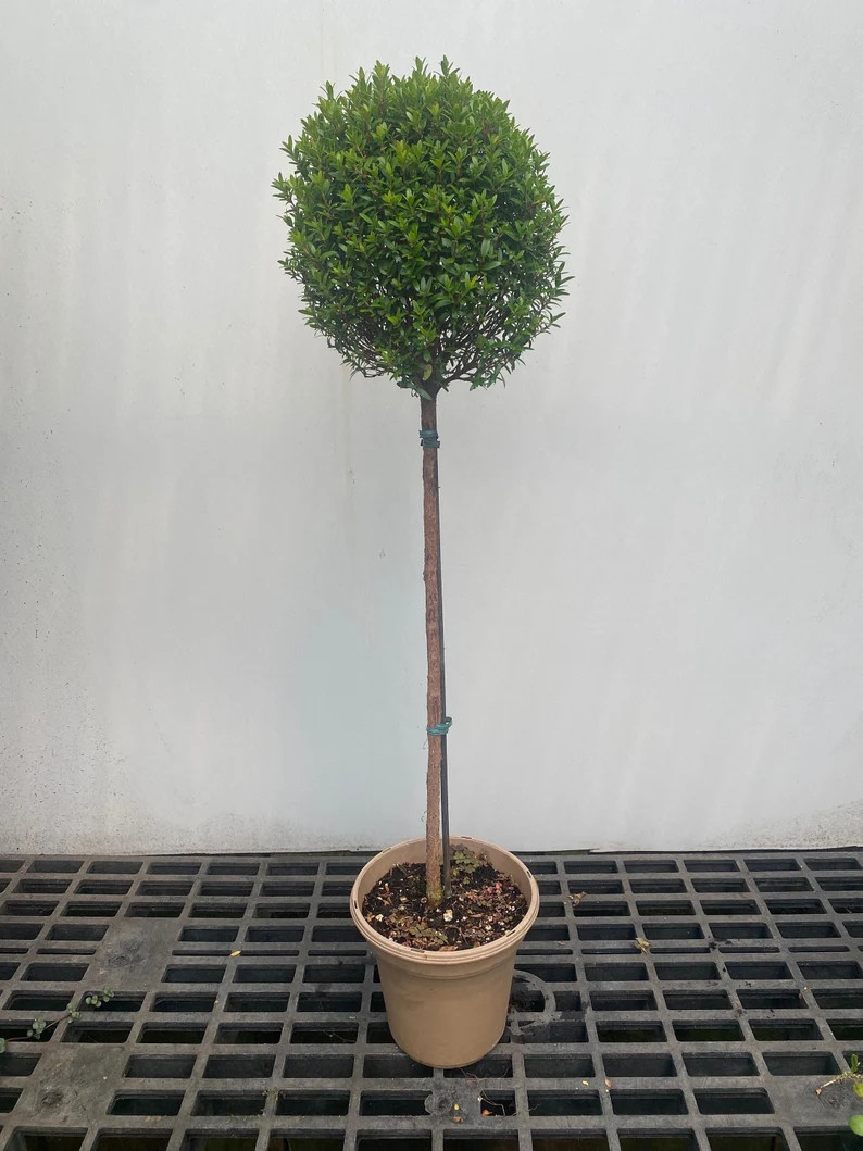 Tall Myrtle topiary 25"-30” Big and Tall in 6" pot -  real live topiary plant | Etsy (US)