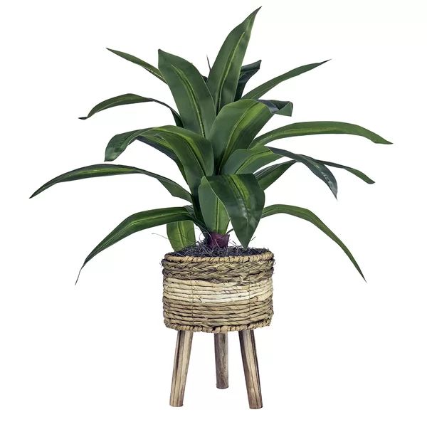 17.50" Artificial Dracaena Plant in Basket | Wayfair North America