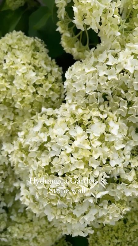 SIMPLE FARM GARDEN WITH HYDRANGEAS! 
.
Annabelle hydrangeas of amazing! Add them to a wall area and they will make this area come alive. 

#LTKstyletip #LTKSeasonal #LTKhome
