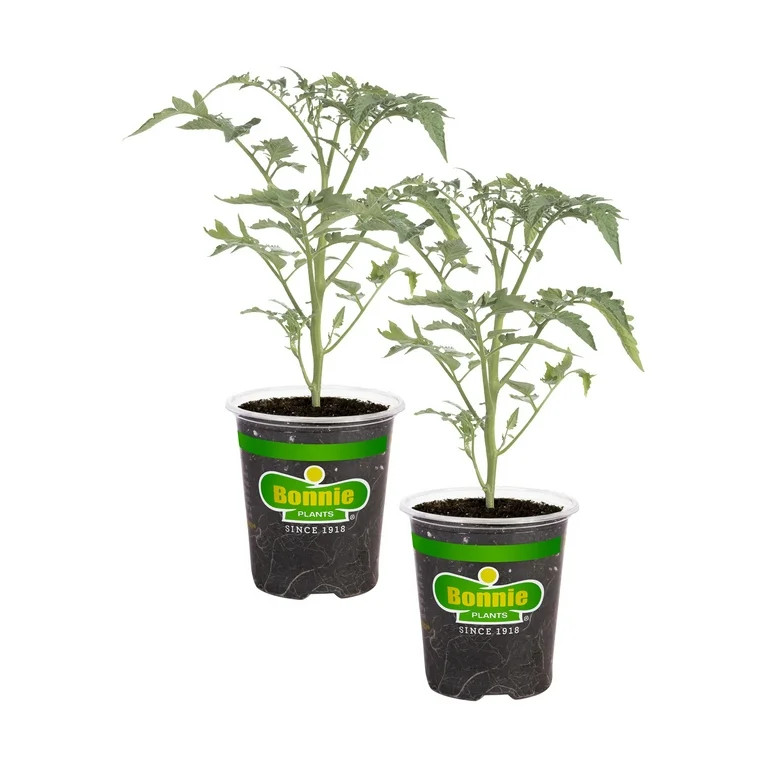 Bonnie Plants Early Girl Tomato 19.3 oz. 2-pack | Walmart (US)