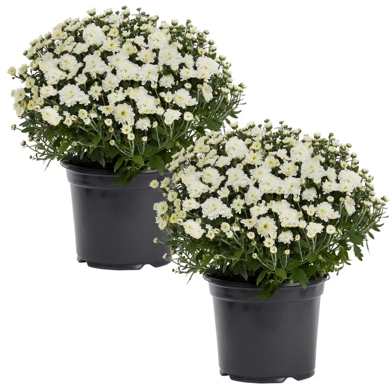 Expert Gardener White Garden Mum Live Plant, 2-Pack, 3 qt Grower Pots | Walmart (US)
