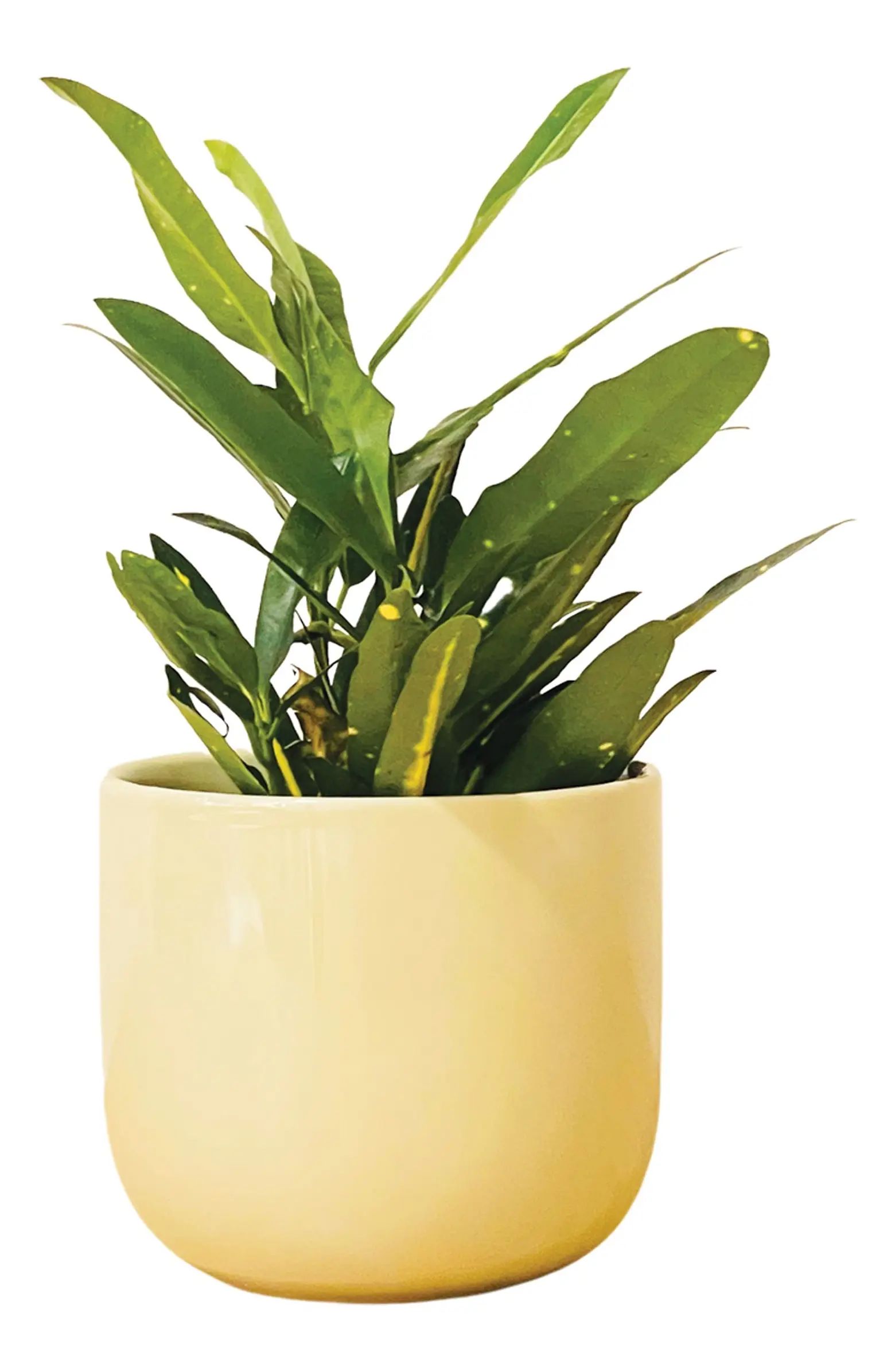 PALETTE POTS The Mug Small Glossy Ceramic Plant Pot | Nordstrom | Nordstrom