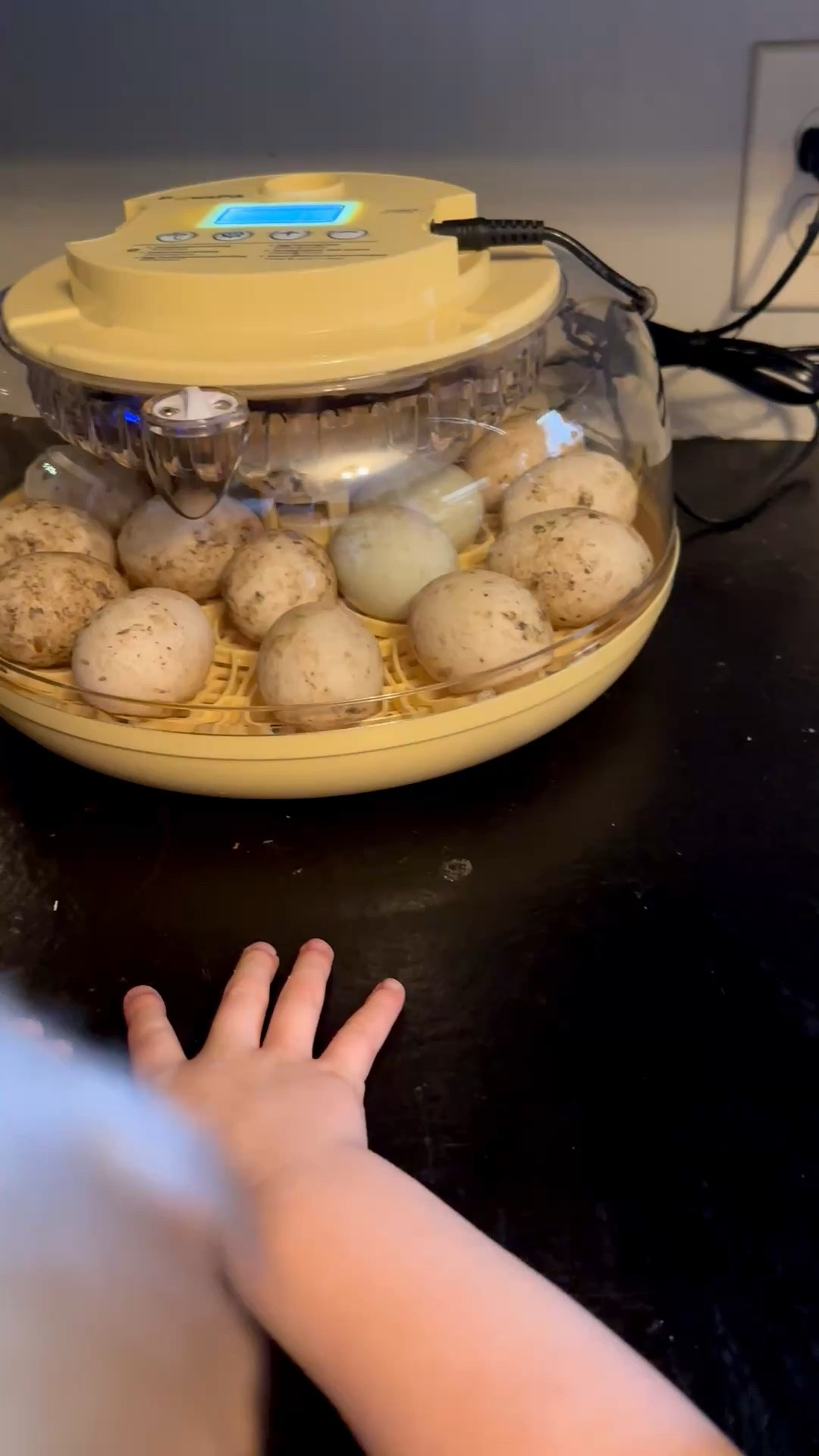 So far we love this incubator for our duck eggs all 18 are fertile and looking healthy at day 8! 

It comes with the candling light on top and digital display of the temperature and humidity levels. 

Automatic egg turner rotates eggs every 2 hours and stops the last 4 days depending on what you are hatching. Settings are so easy to set for the number of days whether you are hatching quail duck geese or chicken eggs that depends on lockdown days so truly easy and almost hands off system!

Dual AB humidity trays with external water bottles make refilling easy and convenient.

#LTKSpringSale #LTKSeasonal #LTKSaleAlert