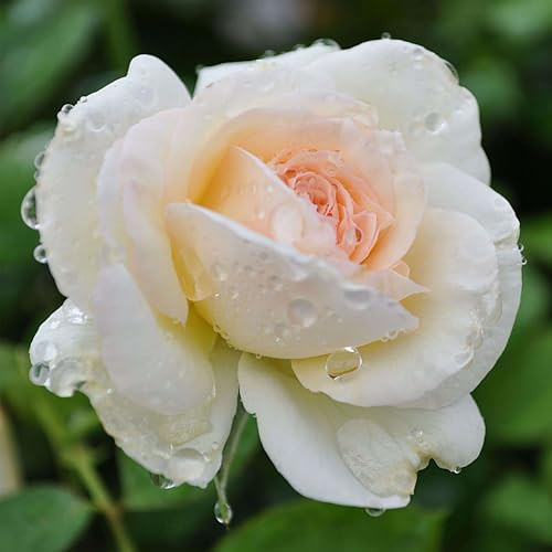Heirloom Climbing Roses, Live Own Root Plant for Outdoor Garden, White Eden Climber®, Lightly Fragrant, Hardiness Zones 5-10, Repeat Blooming | Amazon (US)