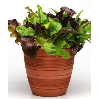 Bonnie Plants 19.3 oz. Gourmet Salad Mix Plant-0059 - The Home Depot | The Home Depot