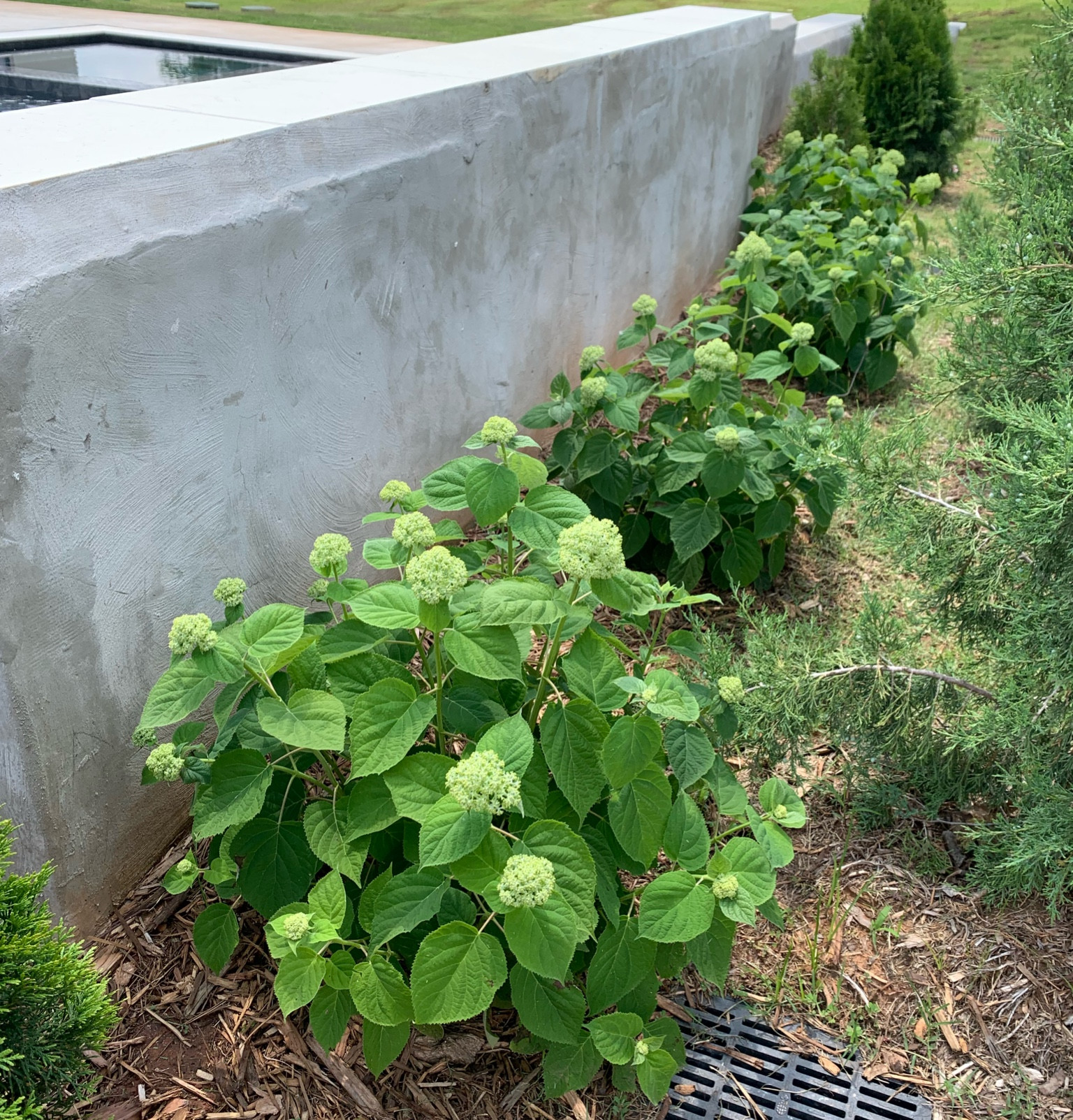 Incrediball White Hydrangeas from Proven Winners
Gardening
Outdoor Living
Gifts for Her
Amazon finds
Plants


#LTKSeasonal #LTKhome