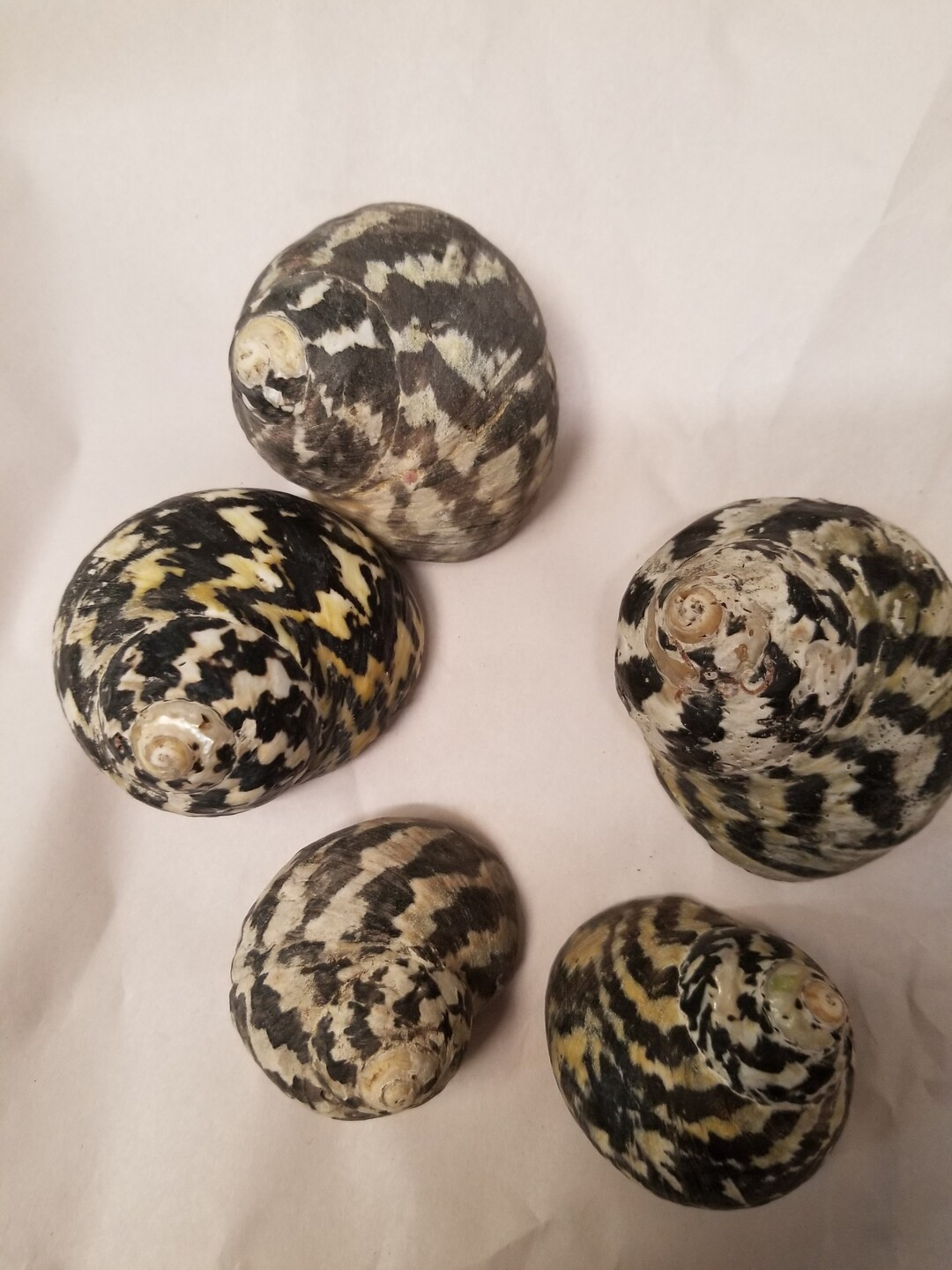 Magpie (pica) Shells Hermit Crab or Crafts 3/4' - 1 1/2" Openings - Etsy | Etsy (US)