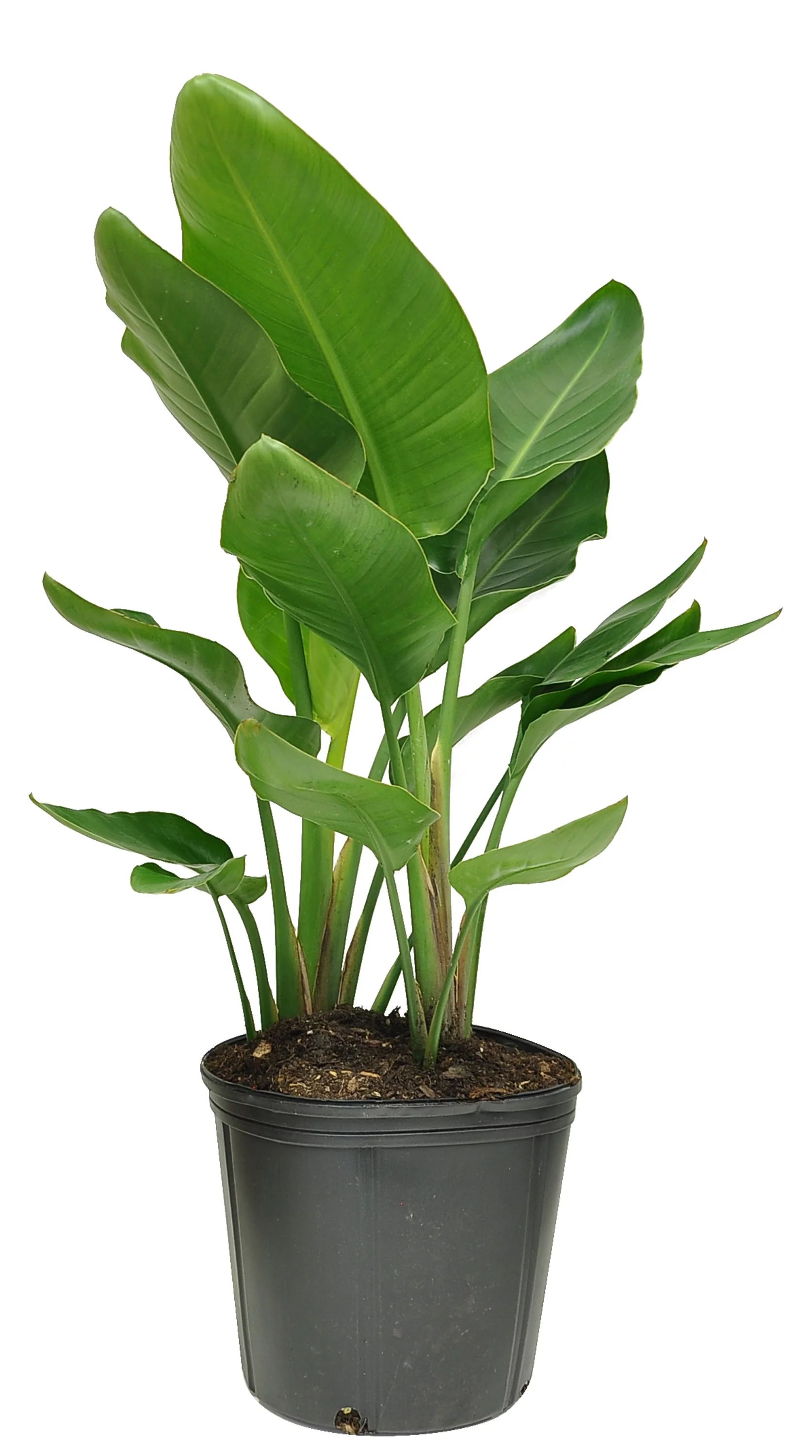 Costa Farms Live Indoor 36in. Tall Green White Bird Of Paradise; Bright, Direct Sunlight Plant in... | Walmart (US)