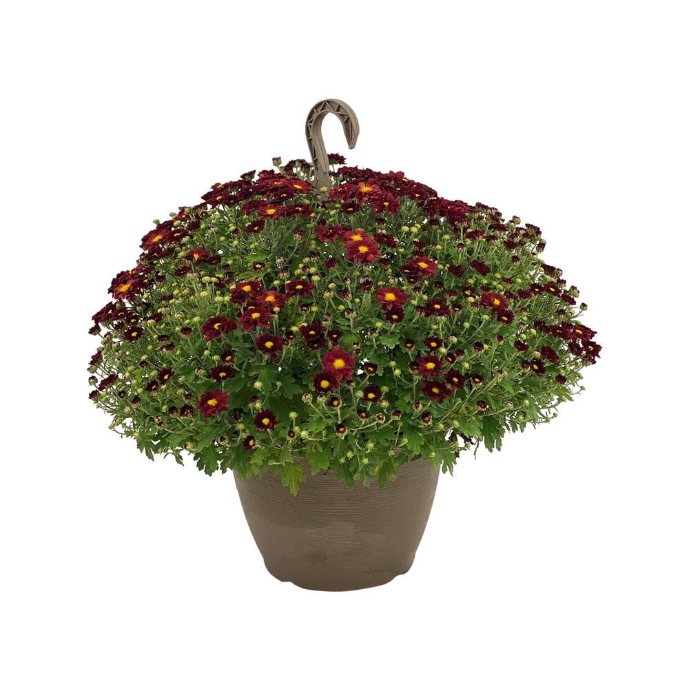 Pure Beauty Farms 1.8 Gal. Mum Chrysanthemum Plant Red Flowers in 11 In. Hanging Basket | The Home Depot