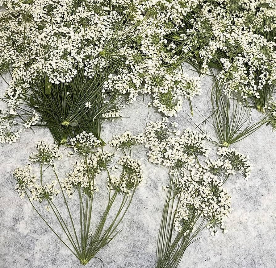 UOKWIWI 12 pcs White Queen Anne's Lace with Stem Real Natural Dried Pressed Flowers for Resin Art... | Amazon (US)