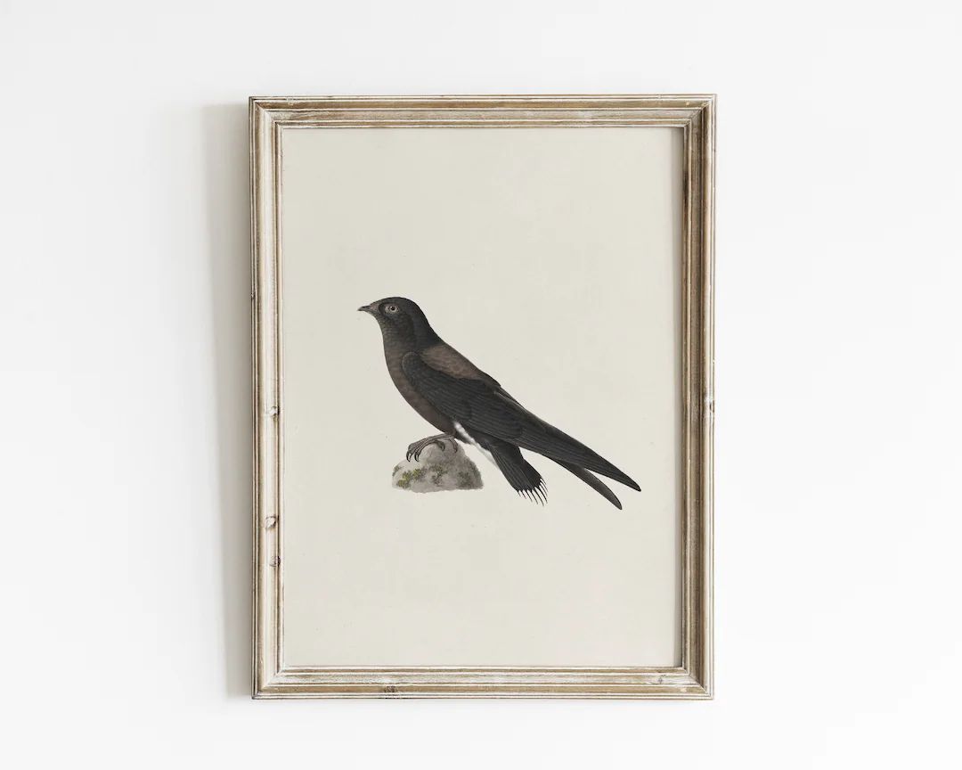 Vintage bird print, neutral bird illustration, vintage farmhouse nursery art, printable downloada... | Etsy (US)