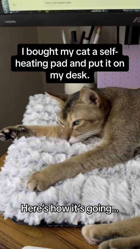 🐾 Introducing the Purr-fect Paradise for your feline friends – the Self-Warming Cat Bed! 🛏️✨ Crafted with Nice Quality in mind, this cozy haven is thick and comfortable, providing your kitties with the lap of luxury they deserve.
Grab Yours Here: https://amzn.to/3SubBsC

🌈 Available in two sizes, because we understand that one size doesn't fit all – whether your fur baby is a petite princess or a majestic fluff king, we've got them covered! 🐱💤 Worried about accidents? Fret not! This magical bed is washable, ensuring that it stays fresh and clean even after the most adventurous catnaps.

🌬️ The self-warming feature adds an extra touch of warmth, making it the ultimate winter retreat for your purr-fect companions. Picture your cats cozily curled up, enjoying the warmth of their personalized sanctuary – pure bliss! 😻❤️ My cats love it, and yours will too! Don't miss out on the opportunity to spoil your furry friends with this divine cat bed. Order now and let the purr-ty begin! 🎉🐾 #catlover #founditonamazon #amazonpets #catbed #Lemon8MadeMeBuyIt #lemon8box #amazonfinds #amazonpetfinds #catoftheday #catsoffacebook

#LTKstyletip #LTKVideo #LTKhome