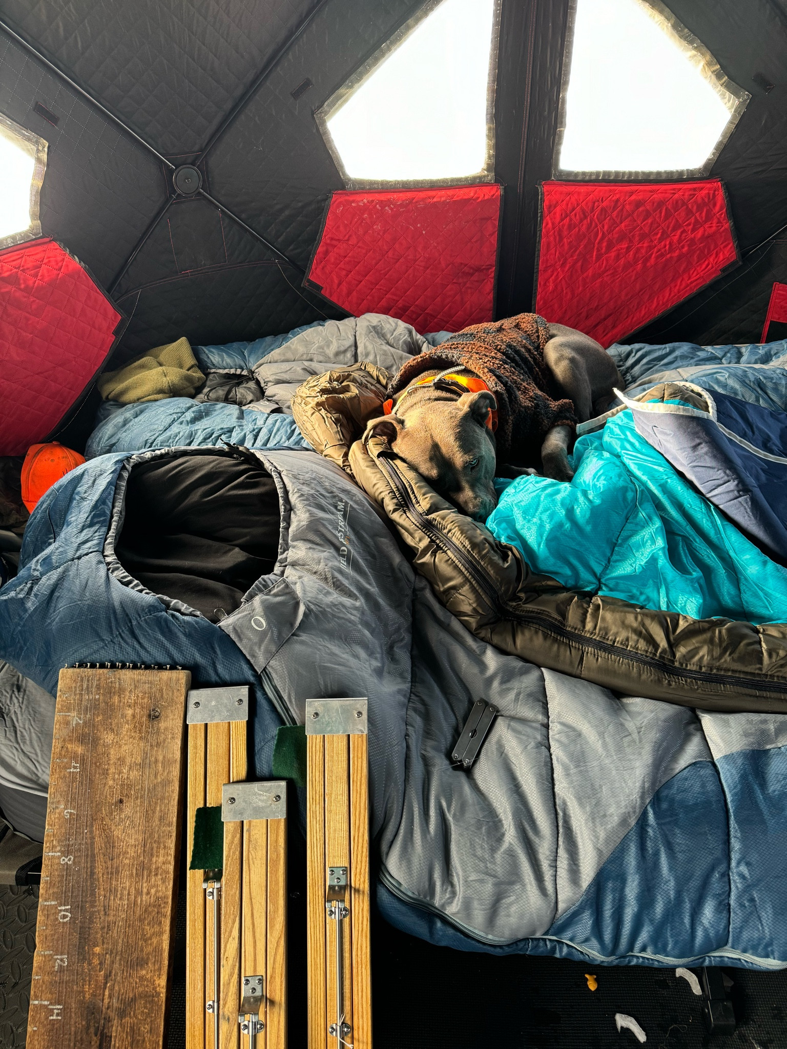 What we’ve been up to lately 🐾 

#LTKSeasonal #LTKfindsunder100 #LTKtravel