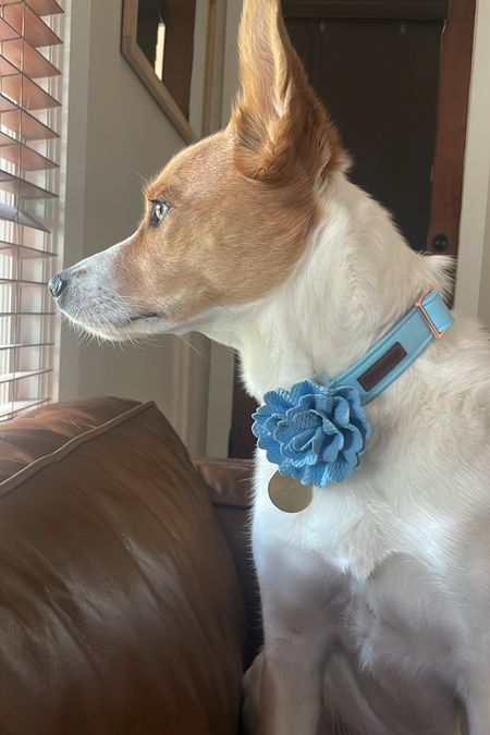 Riley’s cute little spring collar 🐶 🌸 

Dog collar, dog accessories


#LTKSeasonal #LTKunder50