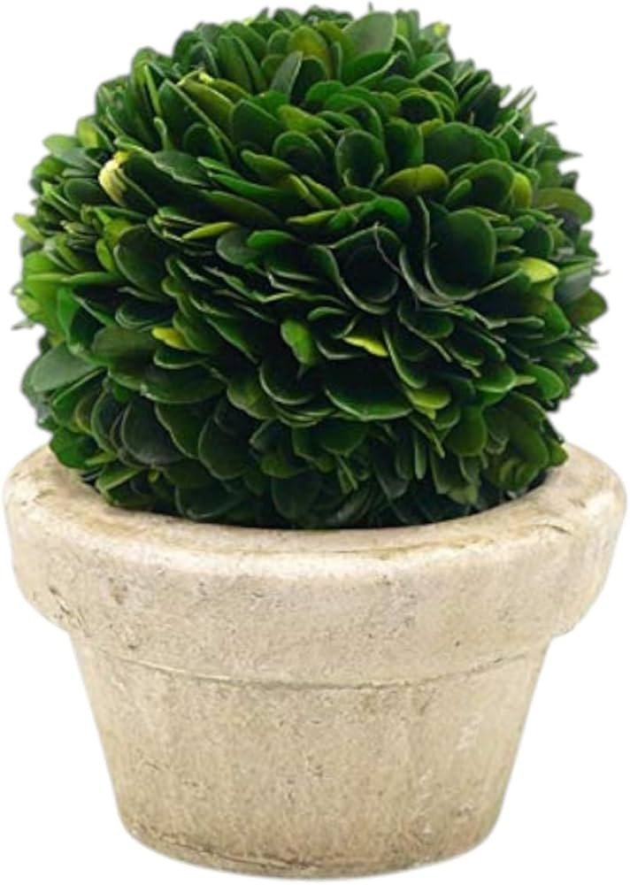 Serene Spaces Living Preserved Boxwood Ball with Small Pot – Boxwood in Planters, Preserved Pla... | Amazon (US)
