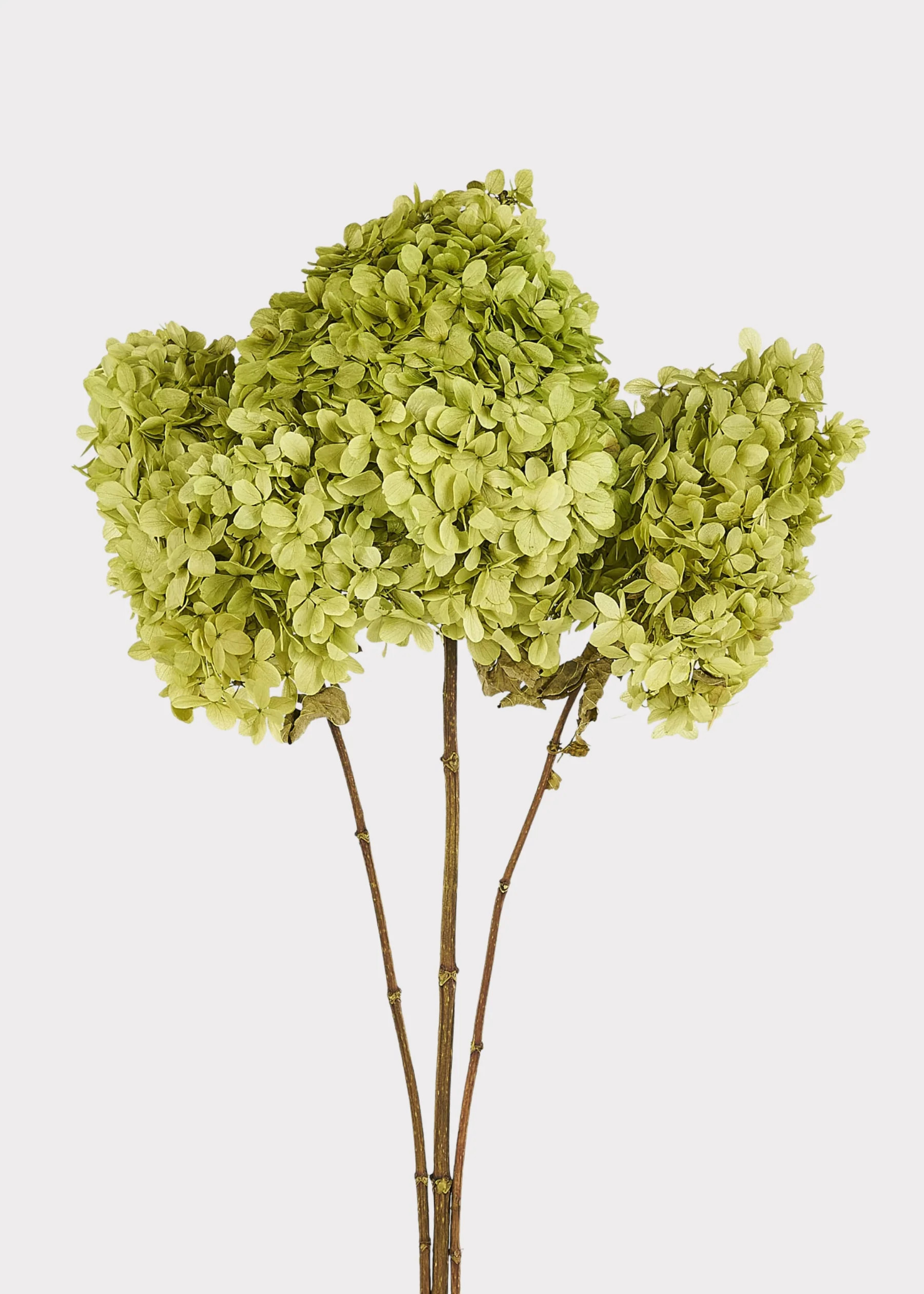 Basil Green Preserved Hydrangea Bundle | Dried Flowers | Afloral | Afloral