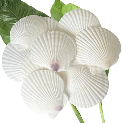 Wanwanzi 10Pcs Sea Shells White Scallop Shells - 4-5 inch Large Natural Seashells for Crafts, Baking, Cooking, DIY Projects - Ideal for Beach Decorations, Home Decor | Amazon (US)