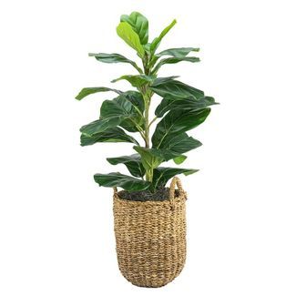 30&#34; x 16&#34; Artificial Fig Plant in Basket with Handles - LCG Florals | Target