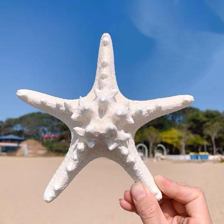 Natural Real Starfish, Starfish Decor, Star Fish Shells Decorations Flat Sea Stars for Beach Craf... | Amazon (US)