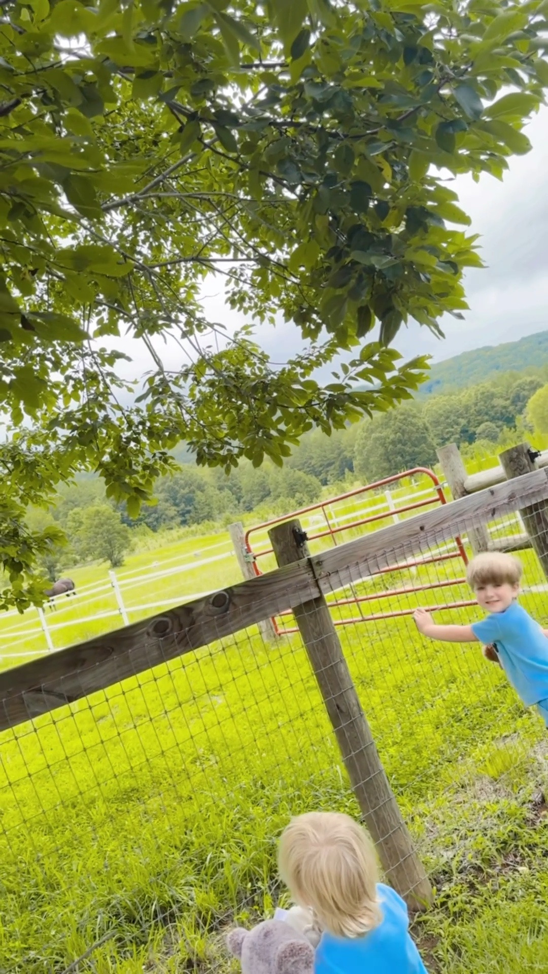 Will never get over that this (!!) is the backyard that these little country boys 🤠🤠 get to grow up with… what a dreamy view!!! 🌳🐴🫏🦌