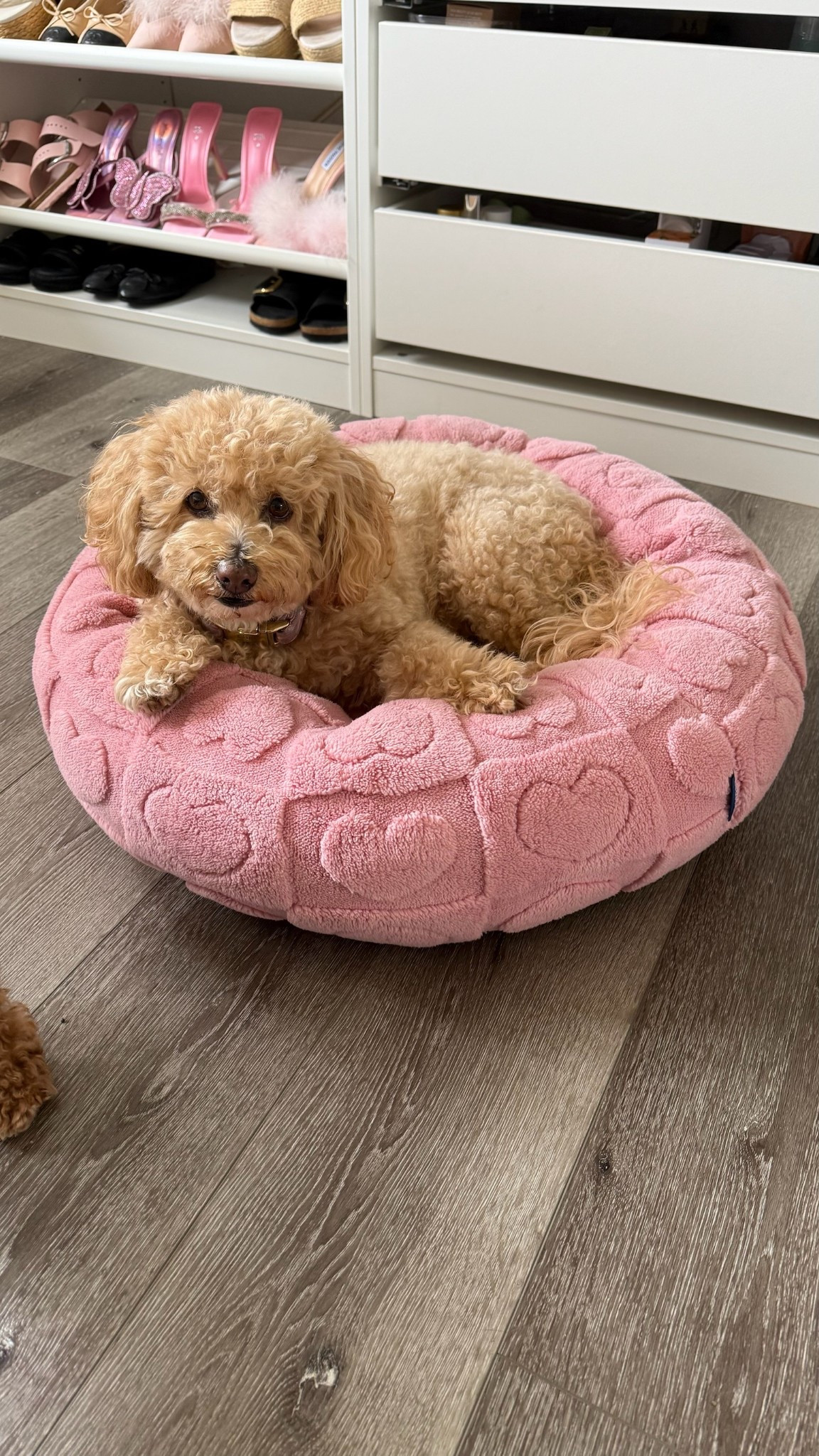 Super cute bed for my girl

Dog bed, pet bed, pink dog bed, pink pet bed, girly pet finds, pink pet finds, girly dog finds, girly pet finds, girly dog bed, donut dog bed, donut bed, donut pet bed, pet favorites, amazon favorites, amazon pet finds, cute Amazon finds, girly Amazon finds

#LTKPets #LTKHome #LTKFindsUnder50