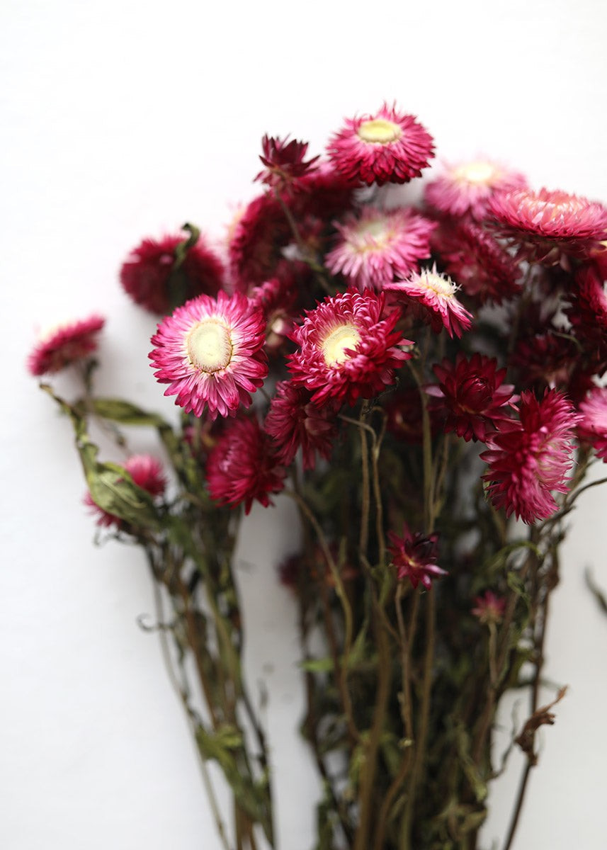 Deep Pink Dried Everlasting Daisies - 15-22 | Afloral (US)