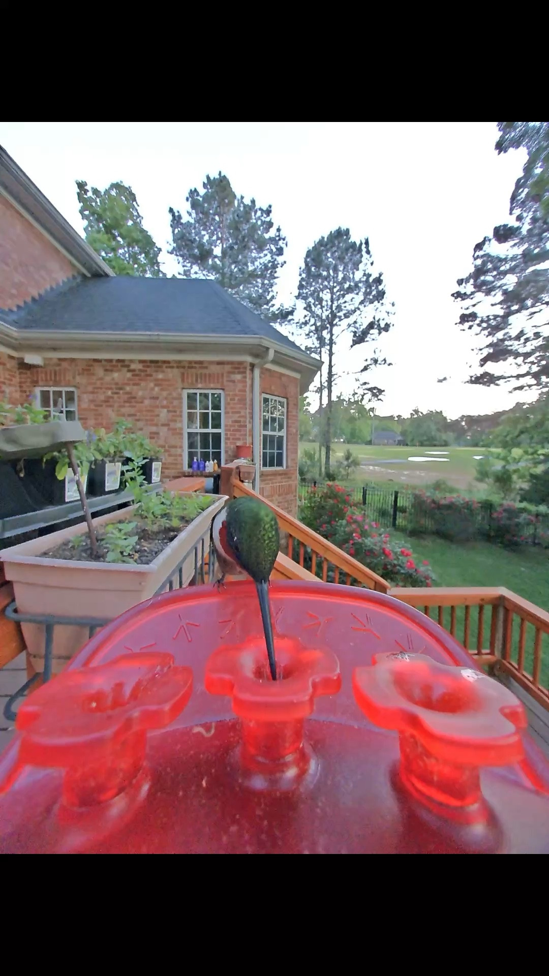 Hummingbird season is here! 

#LTKdayinmylife #LTKMothersDay #LTKmorningroutine