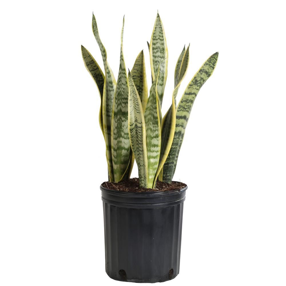 Sansevieria Laurentii in 8.75 in. Grower Pot | The Home Depot