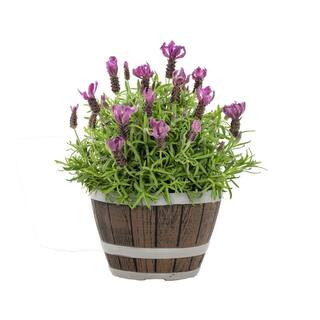 1 Gal. Lavender 'Primavera' in Decorative Planter Purple Perennial Plant (1-Pack) | The Home Depot