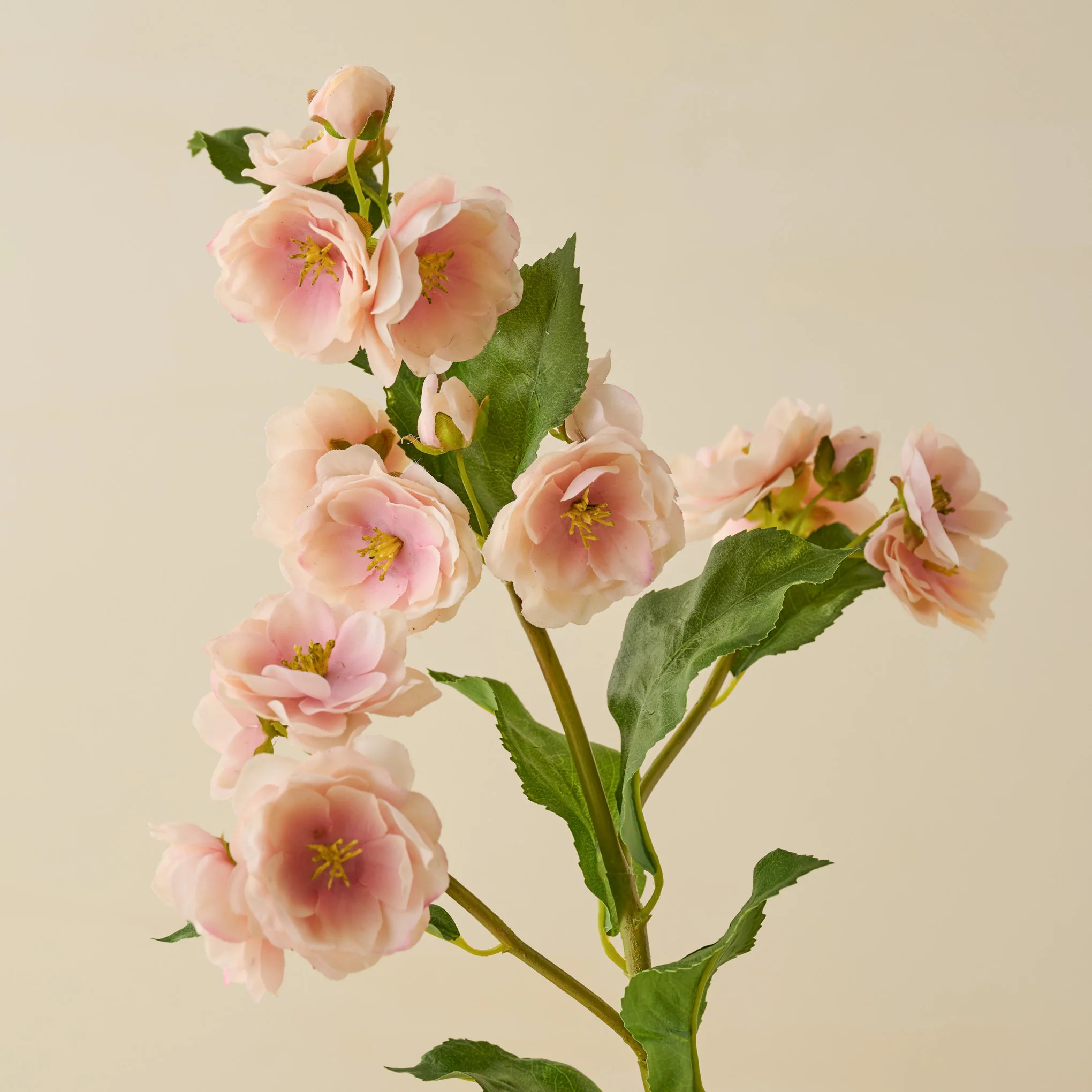 Peach Blossom Stem | Magnolia