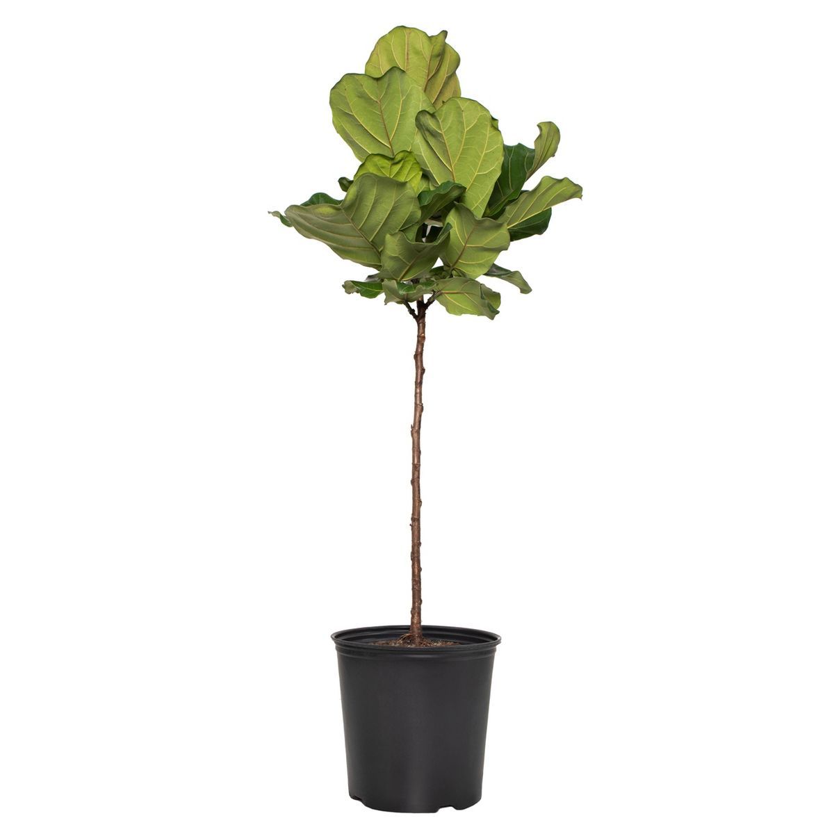 Ficus Lyrata Standard - National Plant Network | Target