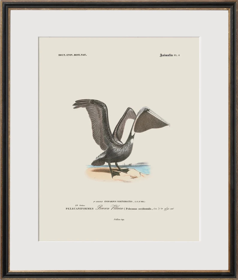 Vintage Sea Bird Prints Coastal Art Beach House Decor Sea | Etsy | Etsy (US)