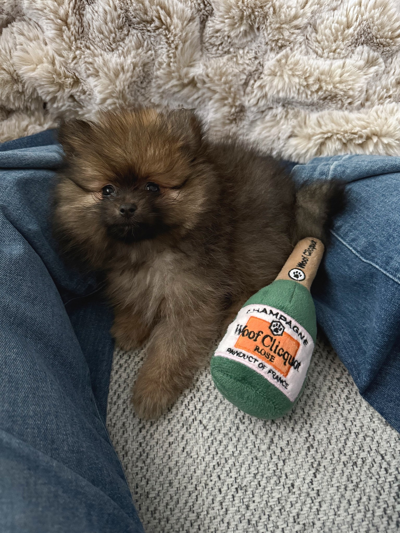 Our new puppy, Pepper, has a favorite dog toy & it has a squeaker. How cute is this dog version of our favorite Rosè, champagne bottle, “Woof Clicquot”?!?! 

#LTKFindsUnder50 #LTKPets #LTKHome