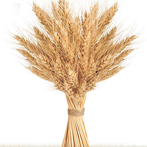 100 Stems Golden Dried Wheat Sheaves, Dried Wheat Sheaves, Golden Dried Natural Wheat, Bundle Premiu | Amazon (US)