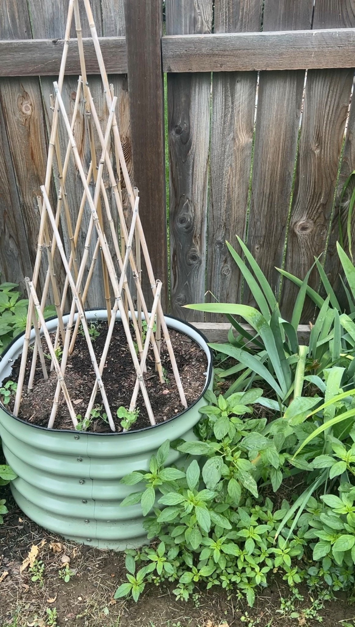 Vego twin self watering planters and bamboo trellises for my sweet peas 🌱


#LTKSeasonal #LTKHome #LTKSaleAlert